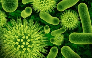 Пробиотики содержат живые микроорганизмы