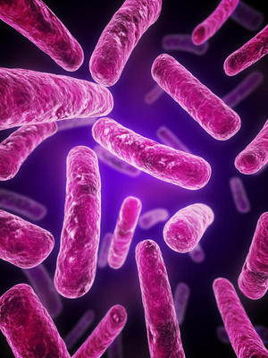 Аугментин убивает грамположительные аэробные бактерии