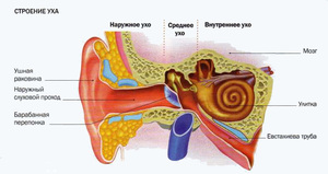 Схема строения уха 