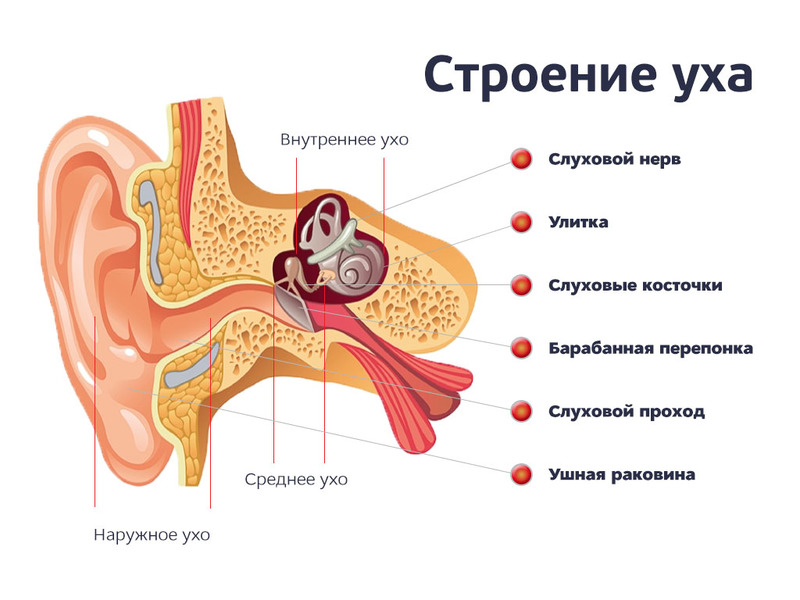 Схема внутреннего уха