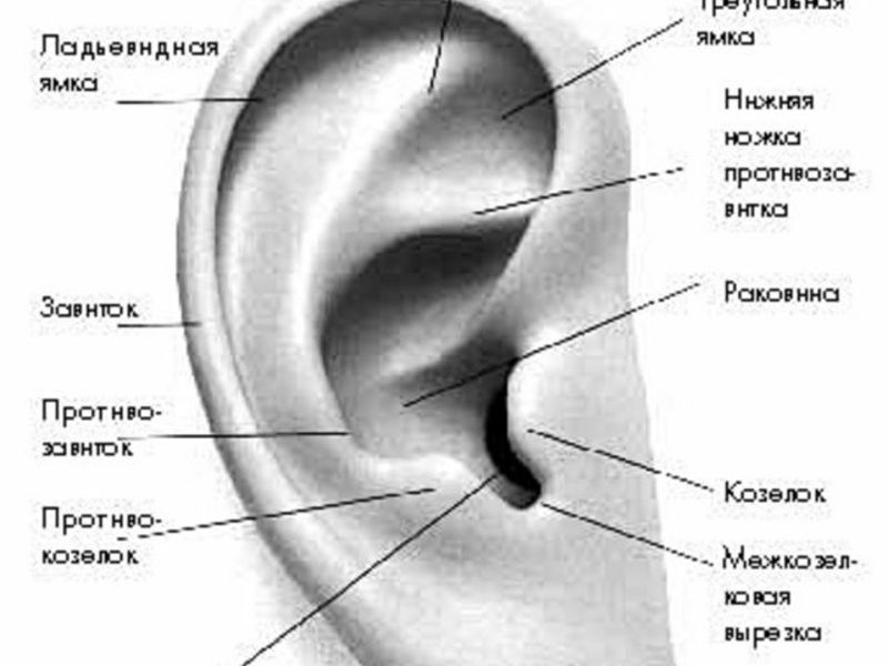 Как устроено ухо