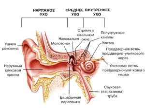 Строение уха человека - наглядная схема
