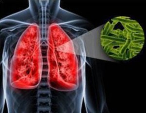 Возбудитель туберкулеза легких