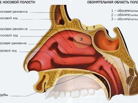Анатомическое строение носа