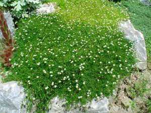 Мшанка шиловидная - фото растения