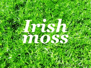 Рассада мшанки  - как вырастить ирландский мох