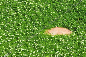 Шиловидная мшанка - очень красиво смотрится на газоне