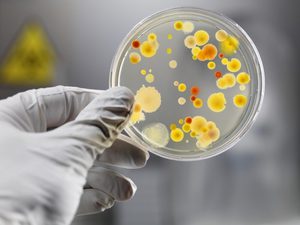 Бактериофаги против золотистого стафилококка 40