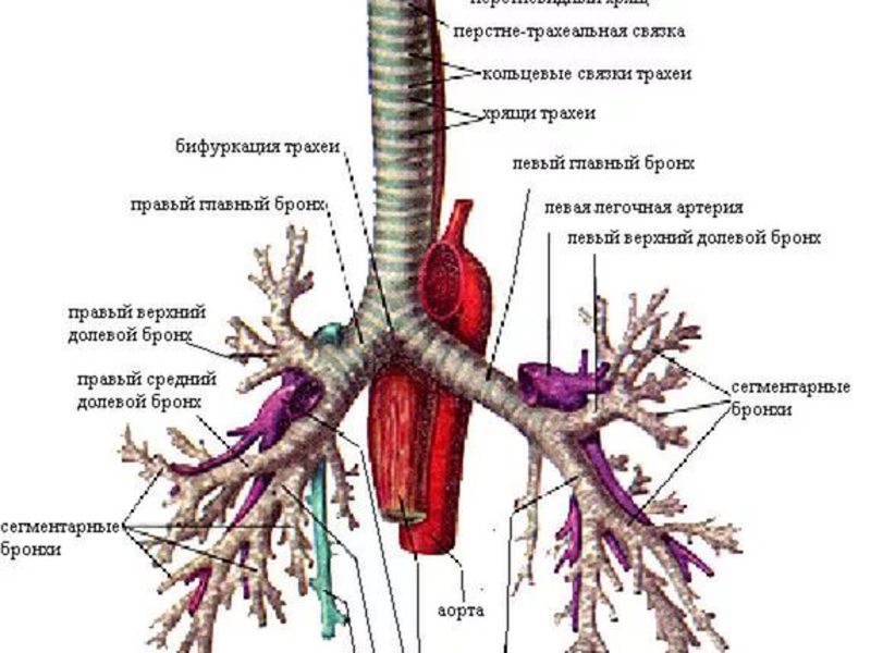 Как устроена дыхательная система в организме