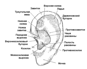 Козелок уха - анатомческие подробности